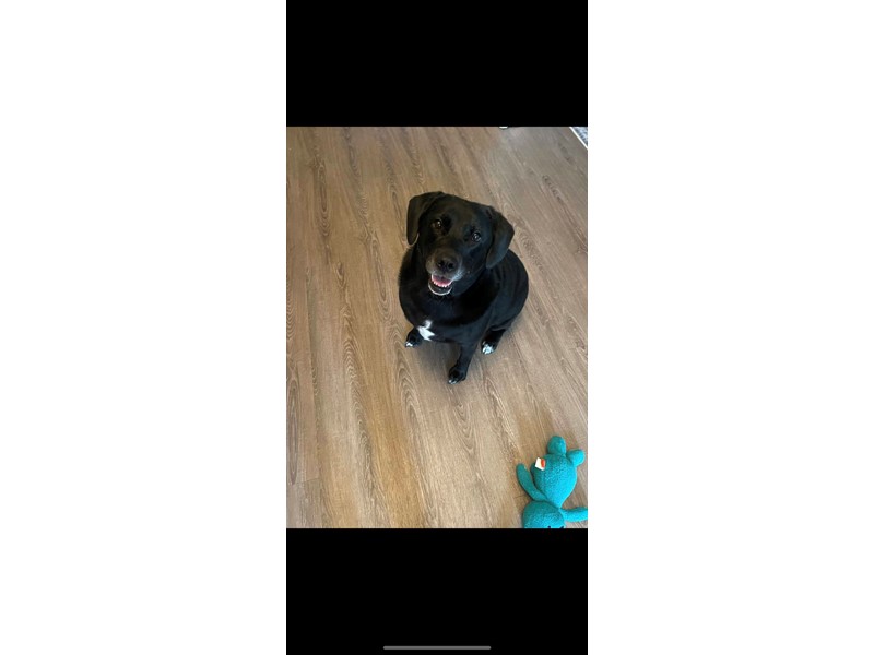 Pet Photo