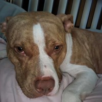 Lost Pet Image