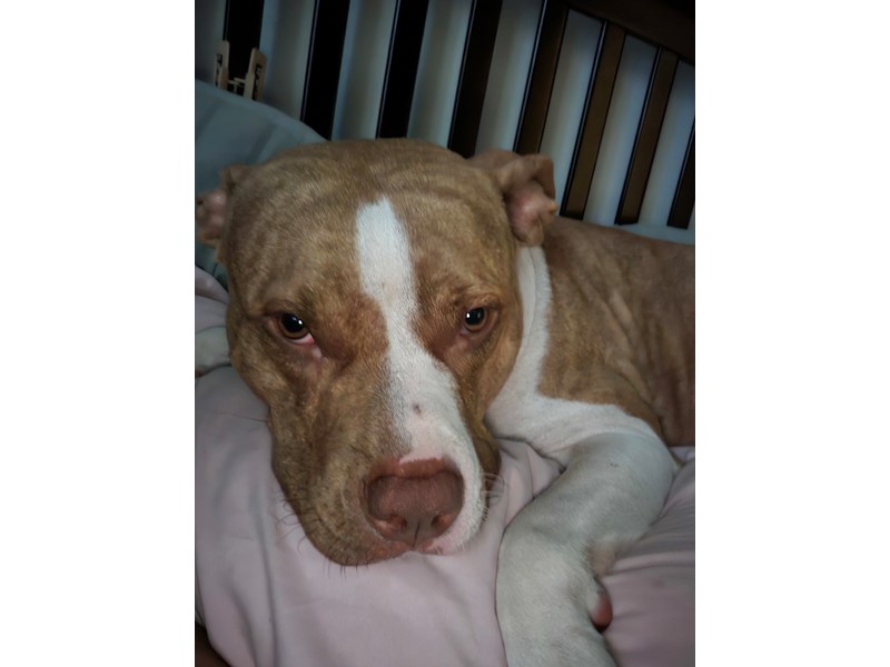 Pet Photo