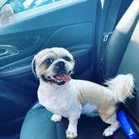Lost Pet Image