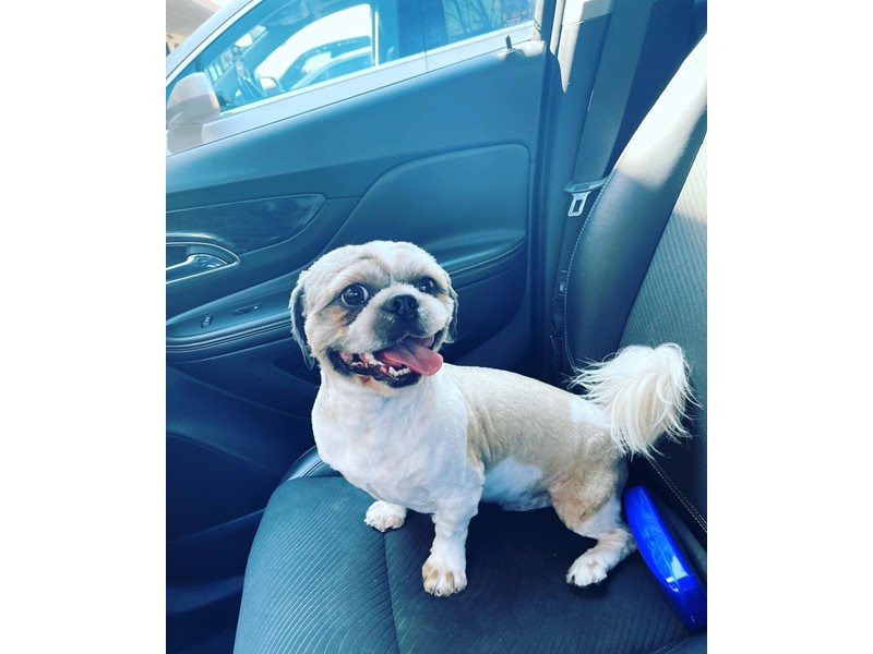 Pet Photo