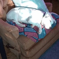 Lost Pet Image