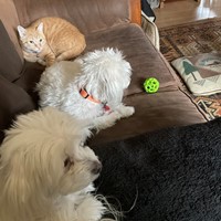 Lost Pet Image