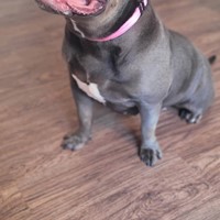 Lost Pet Image
