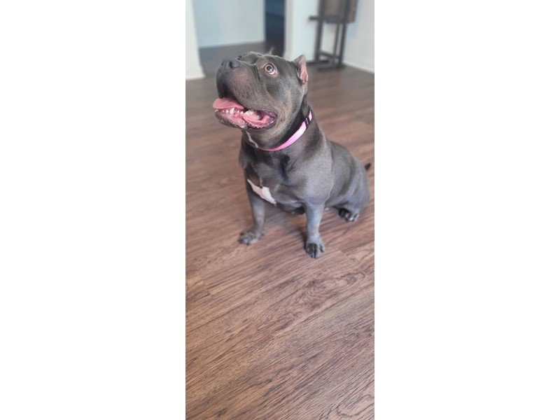 Pet Photo