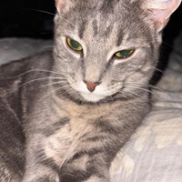 Lost Pet Image