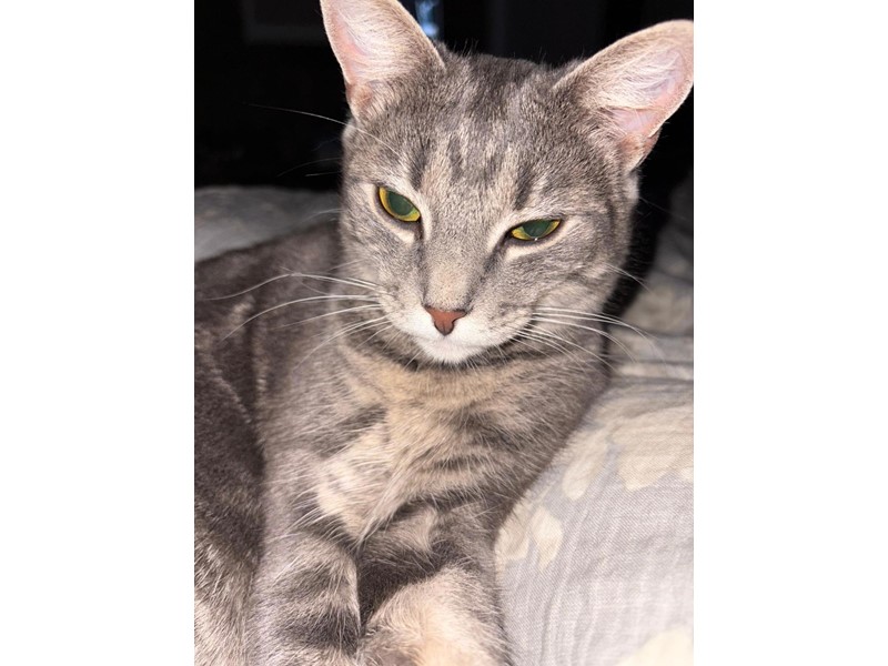 Pet Photo