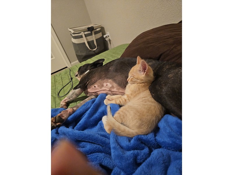 Pet Photo