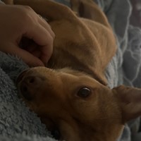 Lost Pet Image