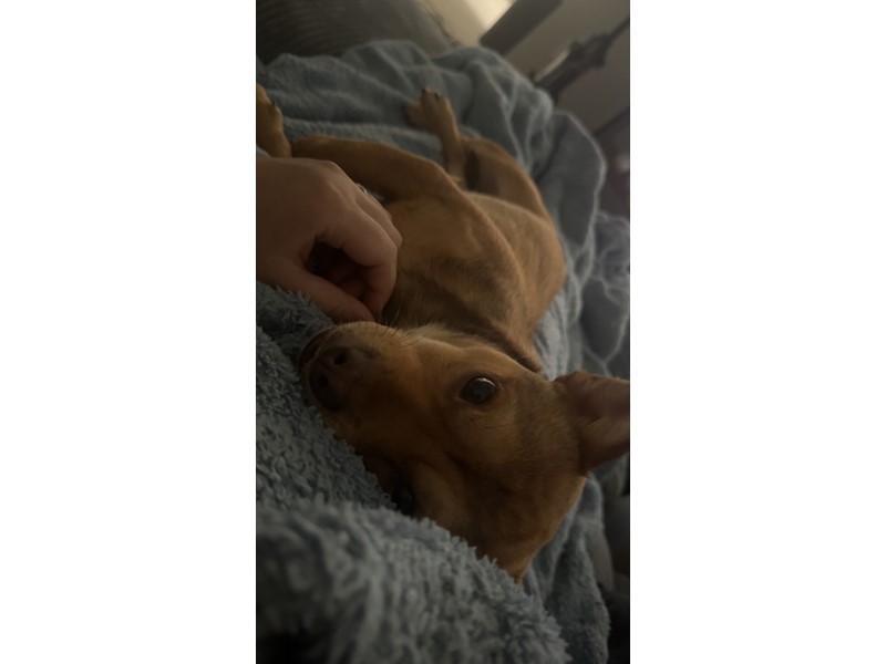 Pet Photo