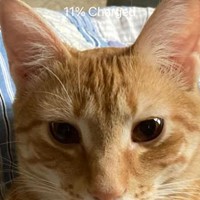 Lost Pet Image