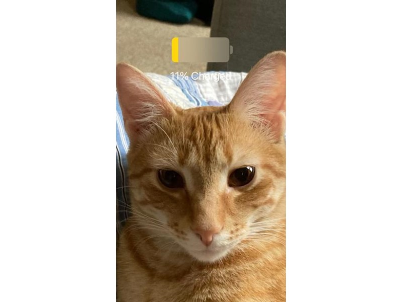 Pet Photo