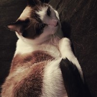 Lost Pet Image