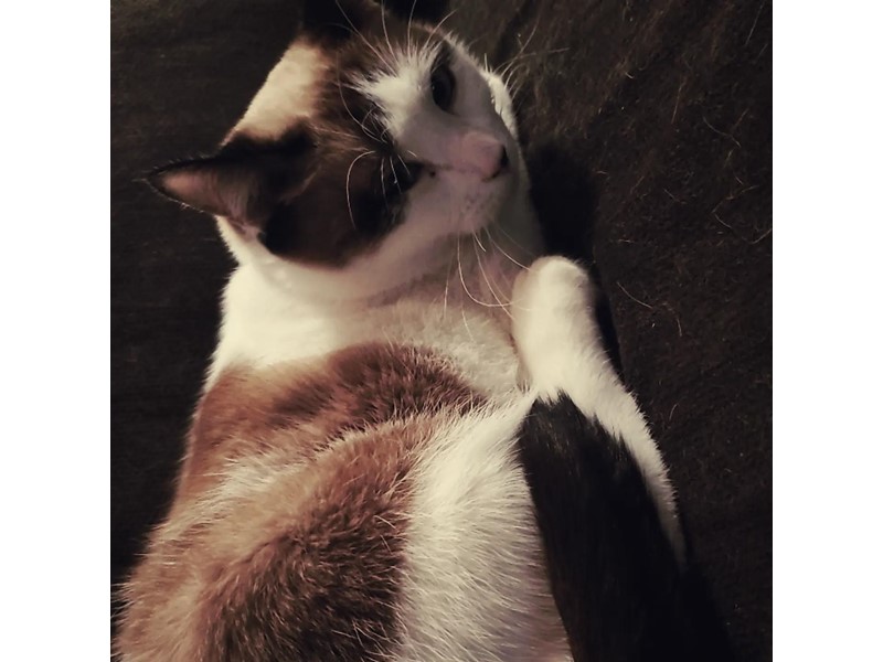 Pet Photo
