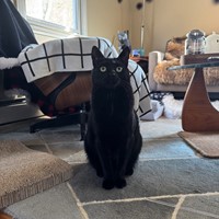 Lost Pet Image