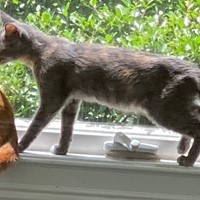 Lost Pet Image