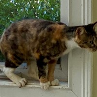 Lost Pet Image