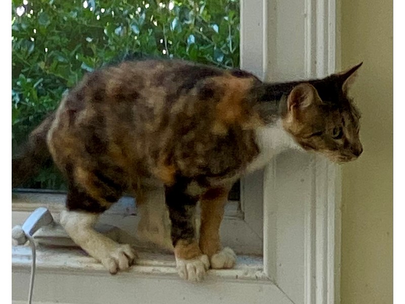 Pet Photo