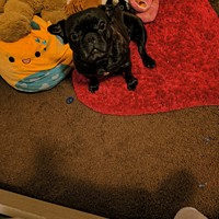 Lost Pet Image