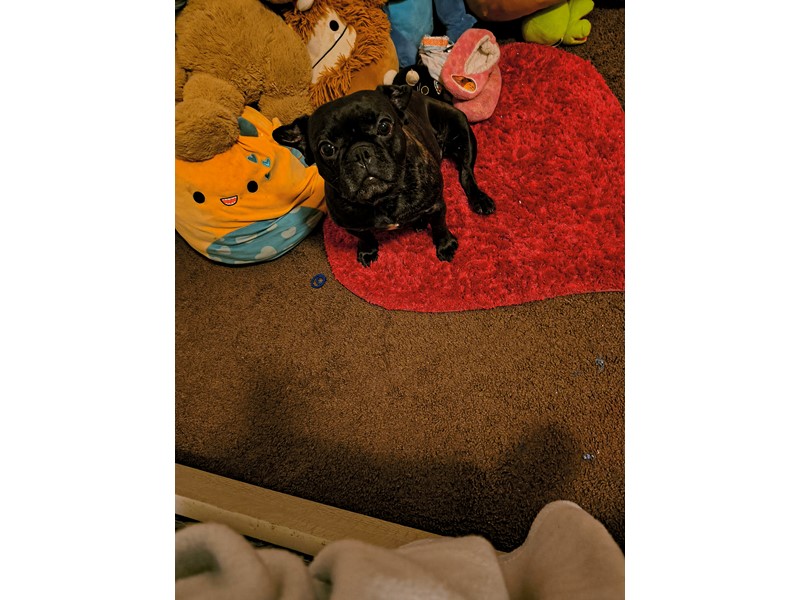Pet Photo