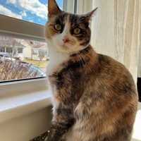 Lost Pet Image