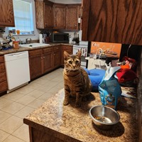 Lost Pet Image