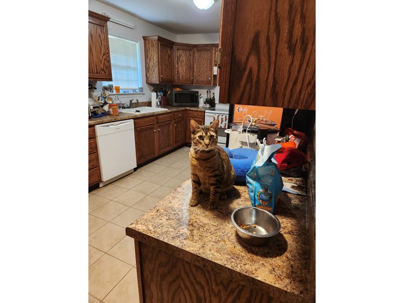 Pet Photo