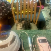 Lost Pet Image
