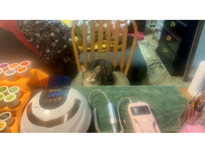 Pet Photo