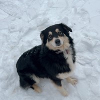 Lost Pet Image