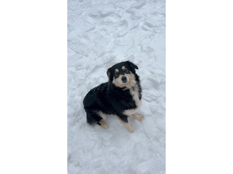 Pet Photo