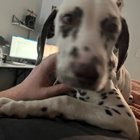 Lost Pet Image