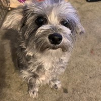 Lost Pet Image