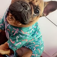 Lost Pet Image