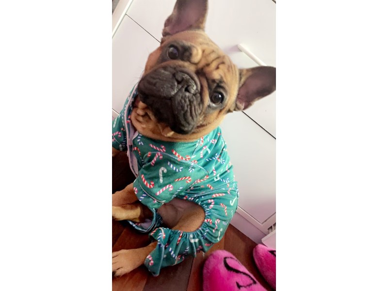 Pet Photo
