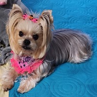 Lost Pet Image