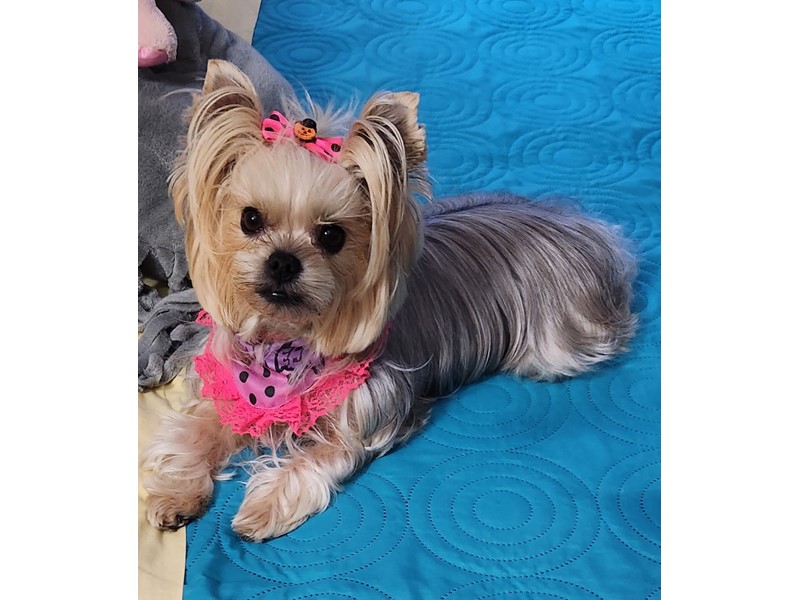 Pet Photo