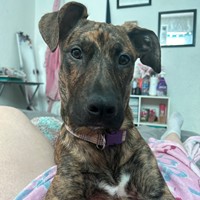 Lost Pet Image