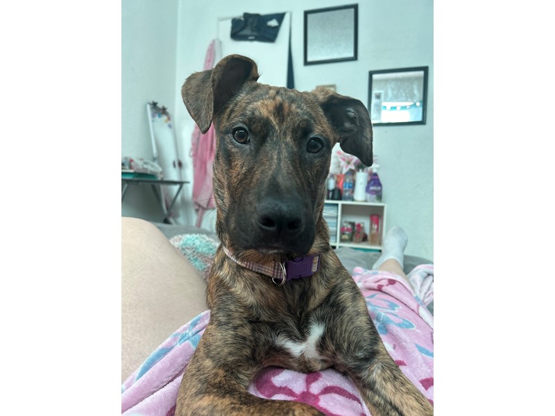 Pet Photo