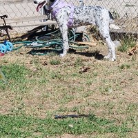 Lost Pet Image