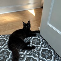 Lost Pet Image