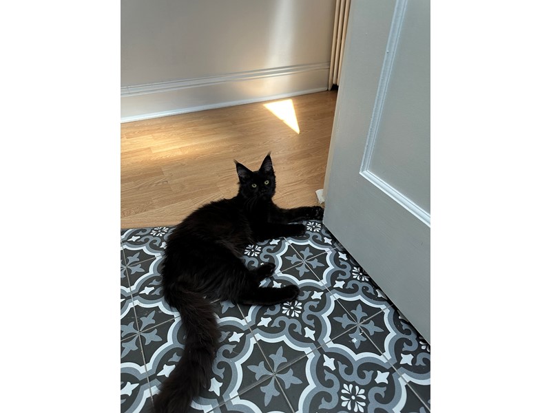Pet Photo