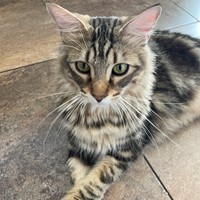 Lost Pet Image