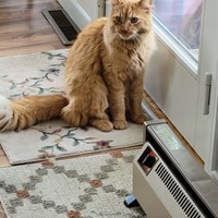 Lost Pet Image
