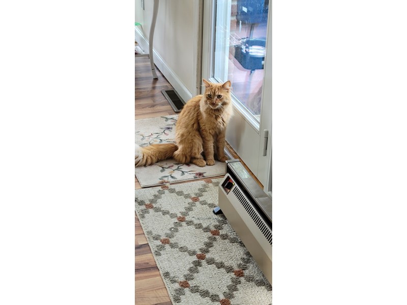 Pet Photo