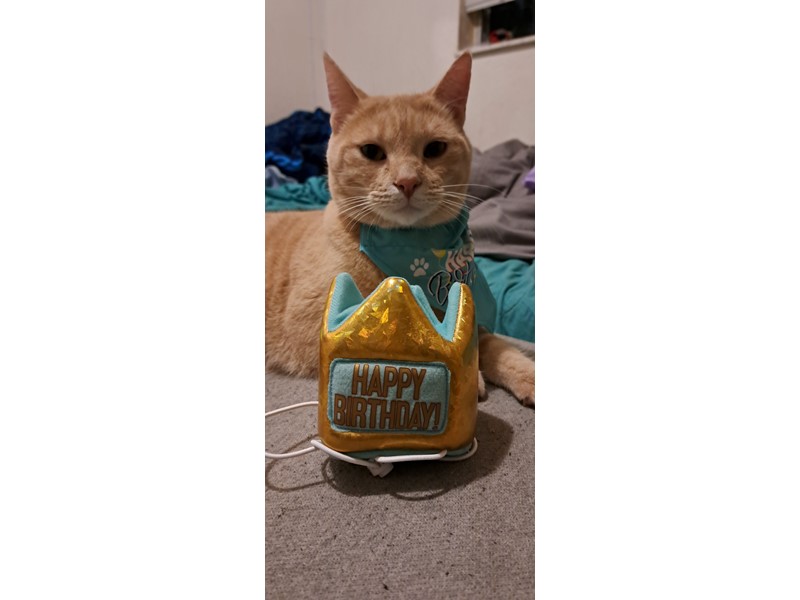 Pet Photo