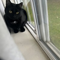 Lost Pet Image