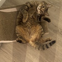 Lost Pet Image