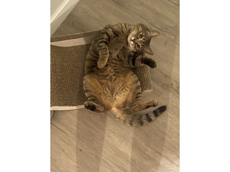 Pet Photo