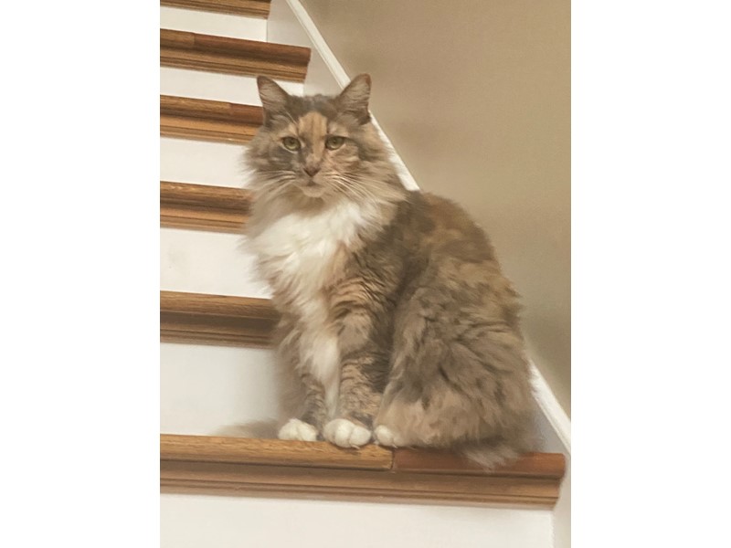 Pet Photo